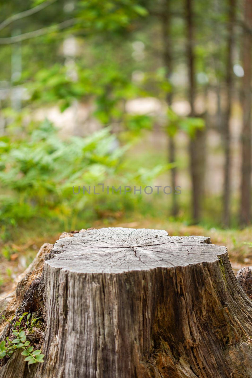 Image of Old tree stump covered with moss in the coniferous forest, beautiful landscape.