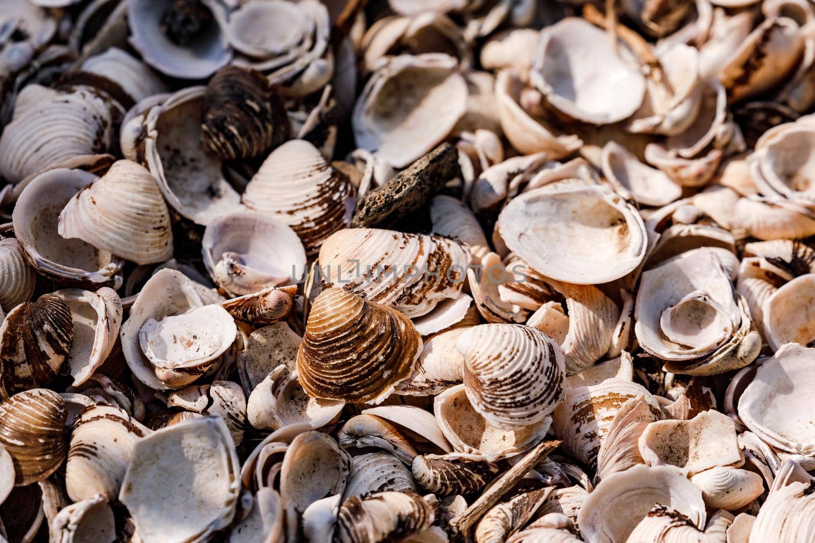 Mussels are also found in fresh watercourses and were introduced to the Rhine from Asia