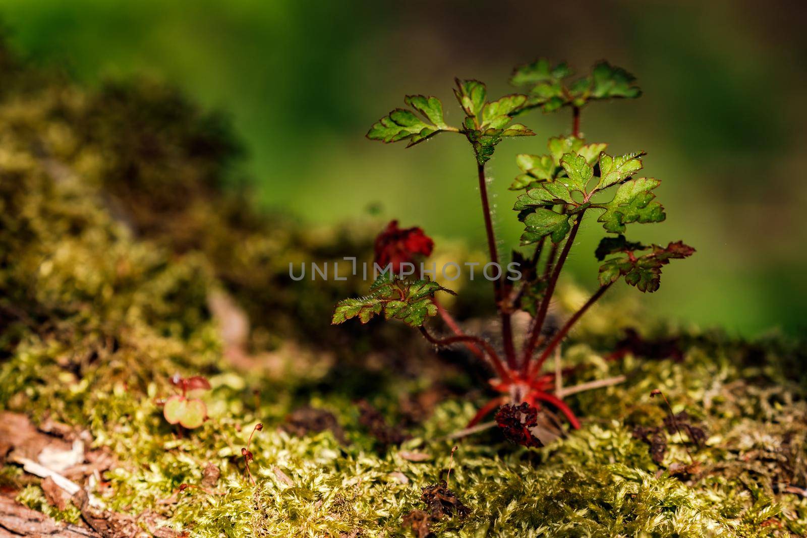 Despite the shade, the undergrowth provides a habitat of its own for many animals