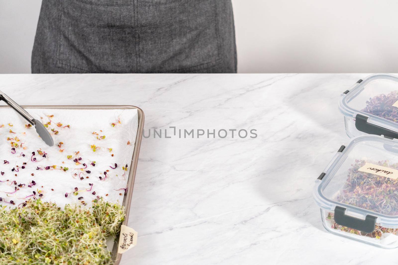 Day 6. Packaging freshly harvested organic sprouts into a glass container lined with paper towels.