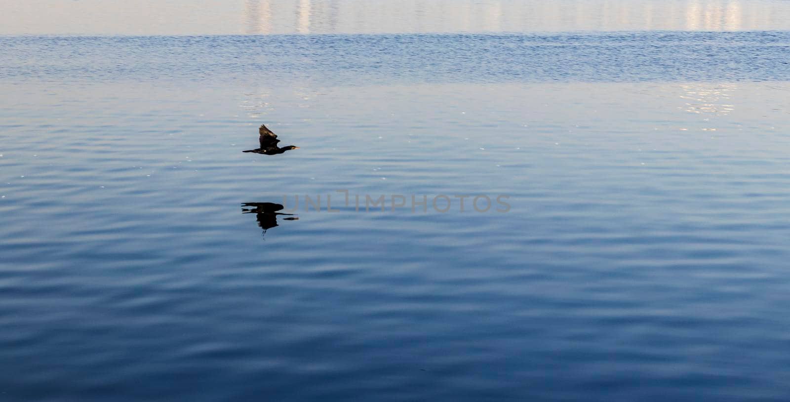 Shot of a black bird flying over the water surface. Outdoors by pazemin