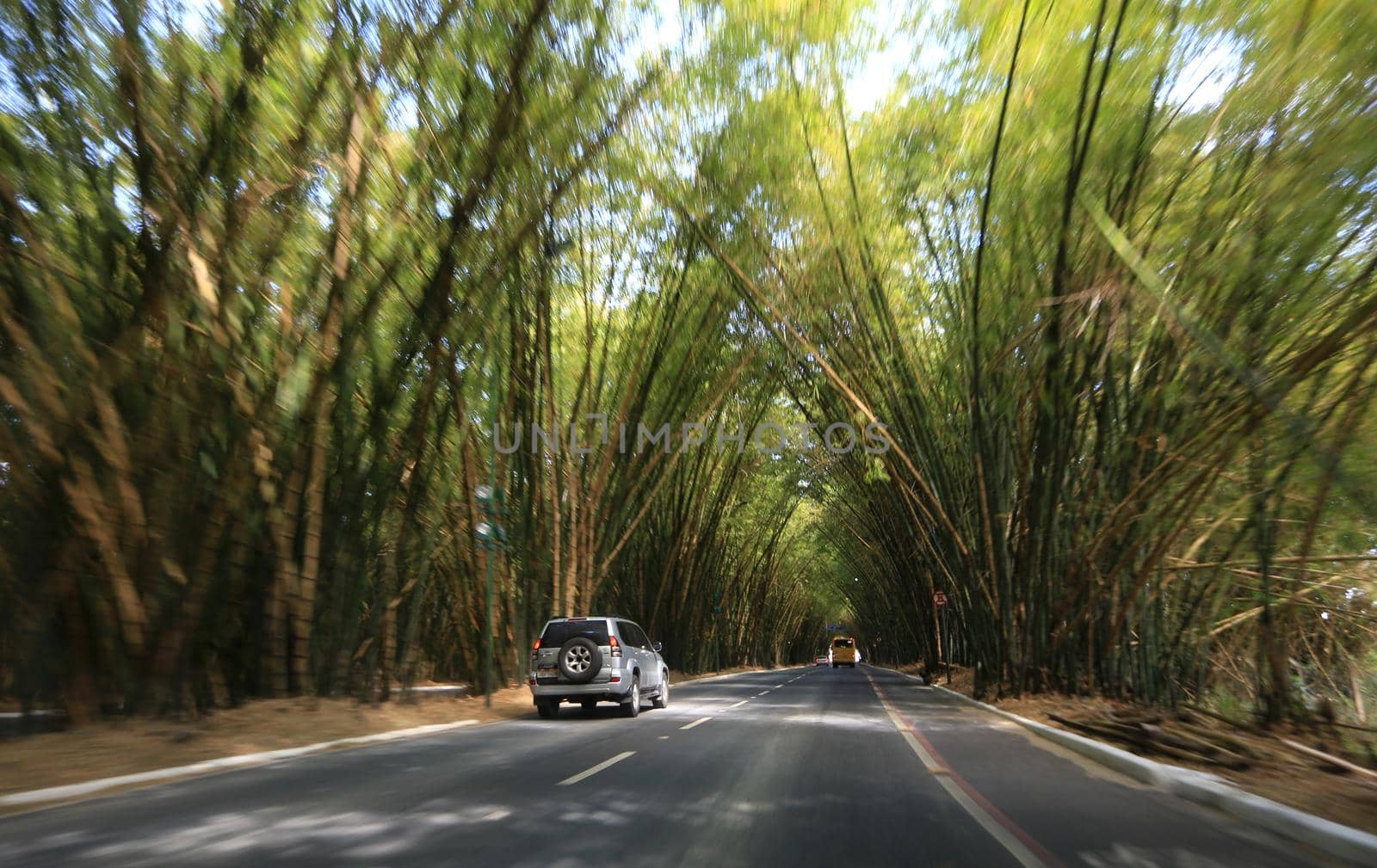 salvador, bahia, brazil - september 13, 2016: vehicles transiting in a bamboo grove at the entrance to the airport of the city of Salvador.
