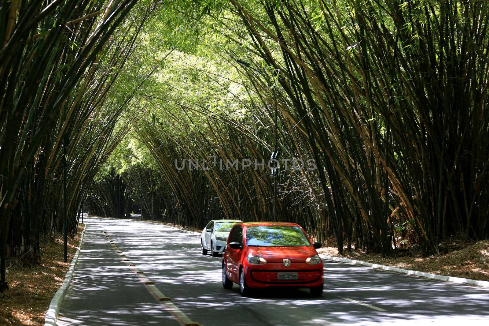 salvador, bahia, brazil - september 13, 2016: vehicles transiting in a bamboo grove at the entrance to the airport of the city of Salvador.
