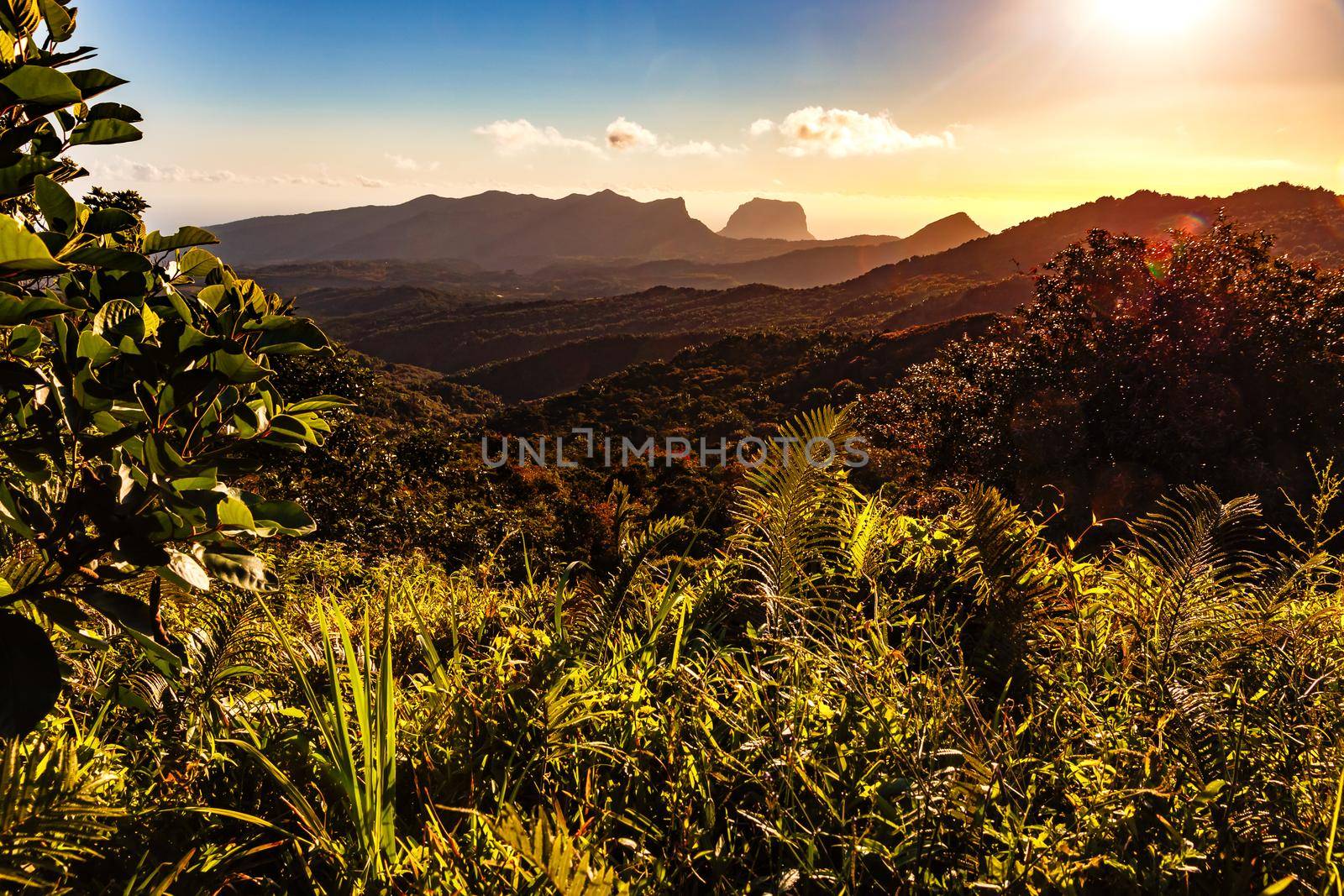 Rainforest and lush nature on the island of Mauritius glow in the light of the evening sun