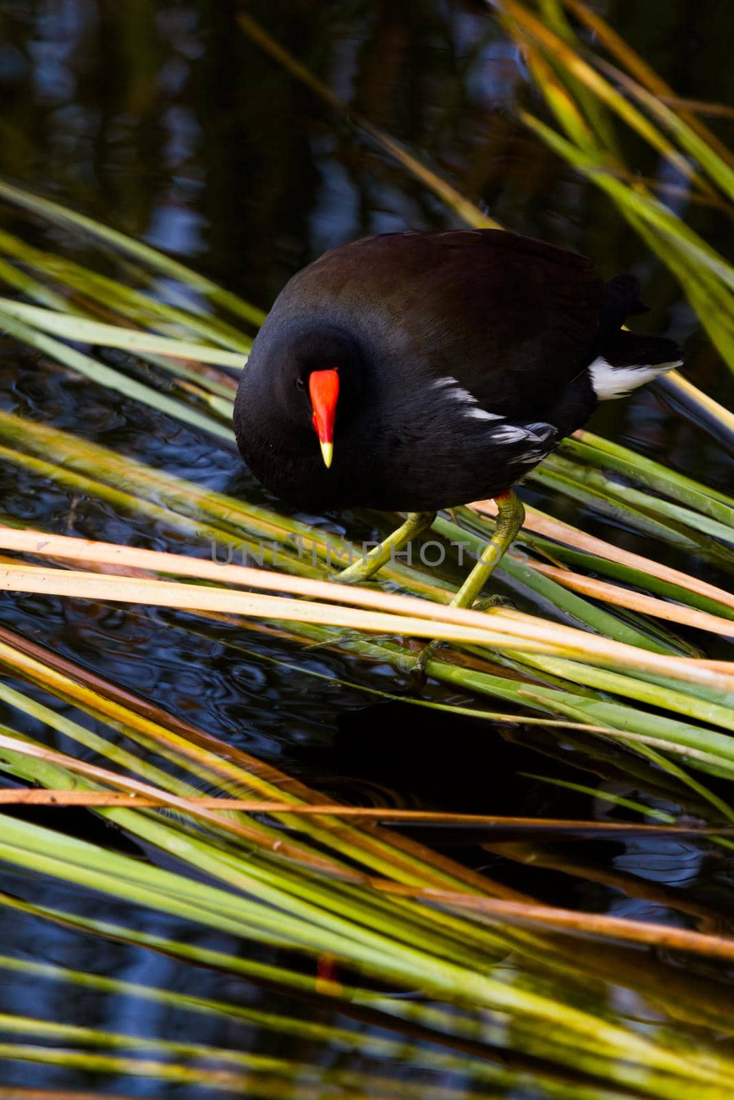 Common moorhen in natural habitat on South Padre Island, TX.