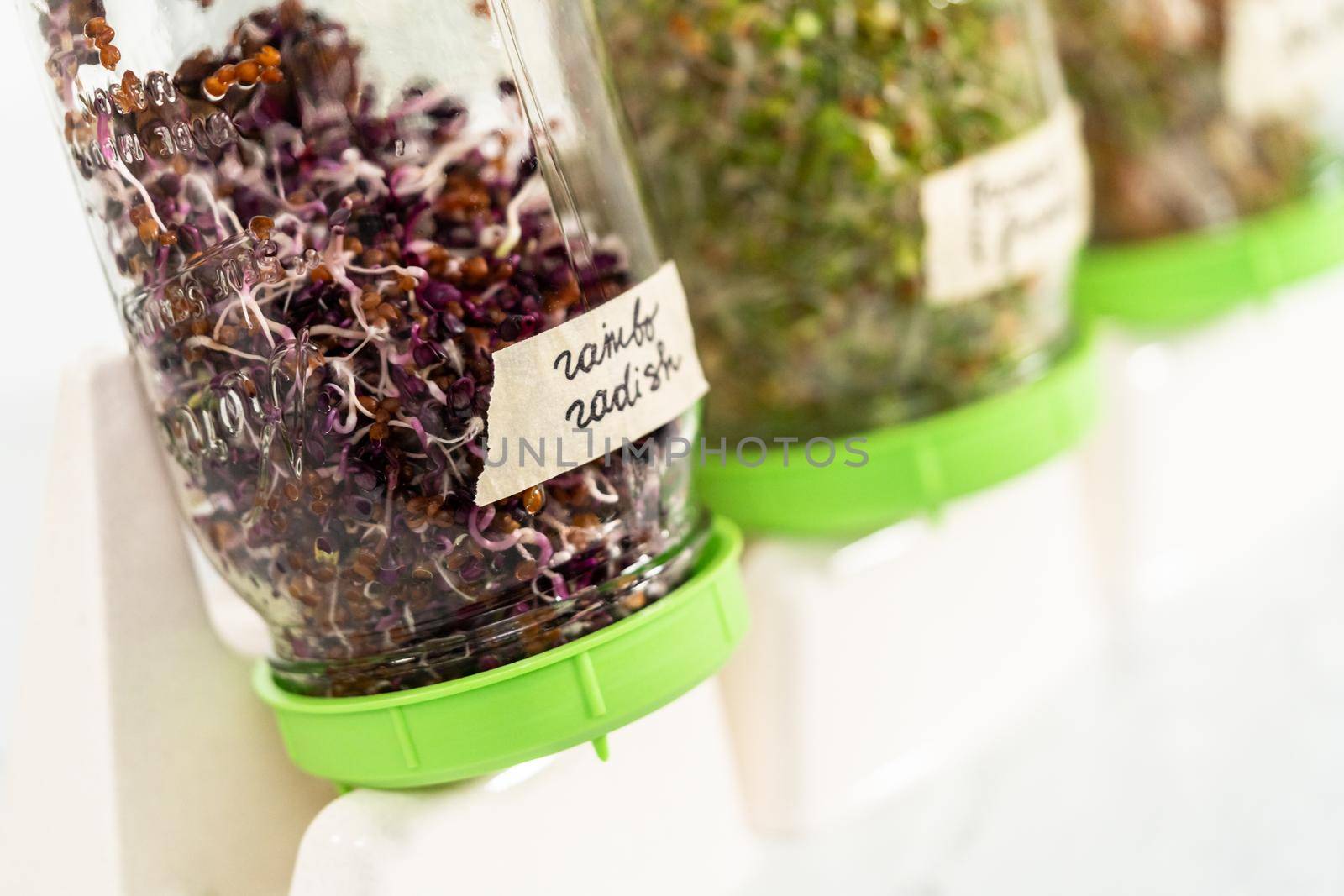 Day 6. Growing organic sprouts in a mason jar with sprouting lid on the kitchen counter.