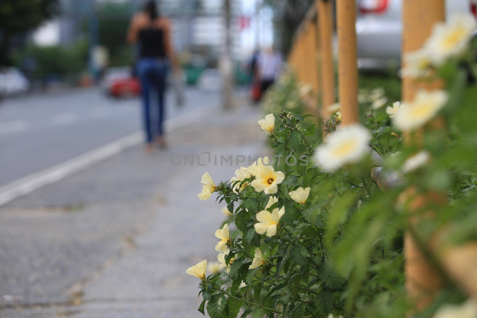 salvador, bahia / brazil - september 21, 2016: Flowers are seen at the Tancredo Neves Avenue flowerbed in the city of Salvador.