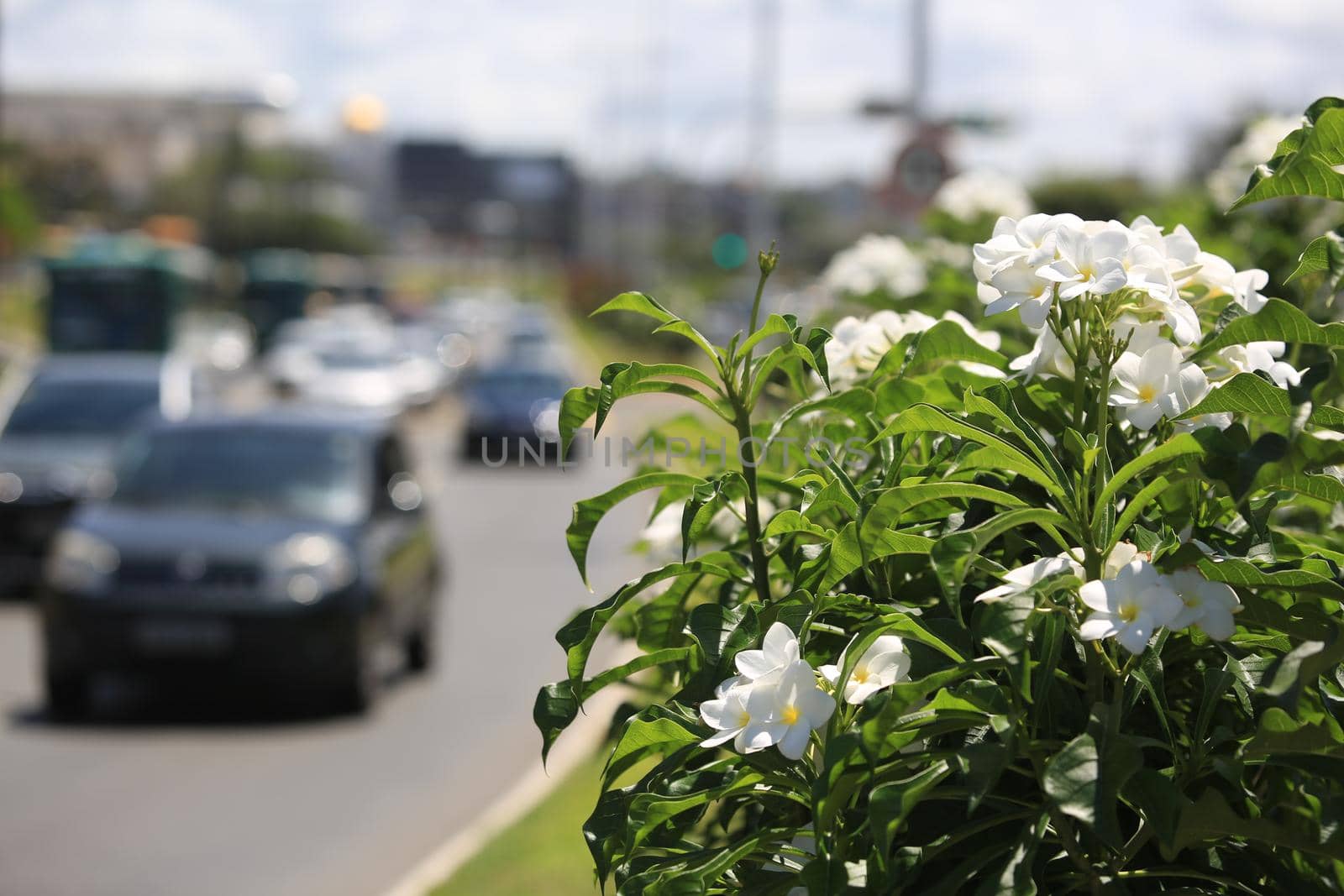 salvador, bahia / brazil - september 21, 2016: Flowers are seen at the Tancredo Neves Avenue flowerbed in the city of Salvador.