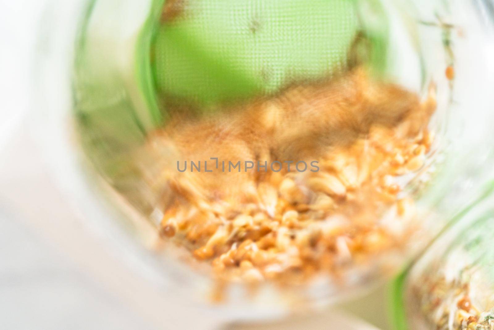 Day 4. Growing organic sprouts in a mason jar with sprouting lid on the kitchen counter.