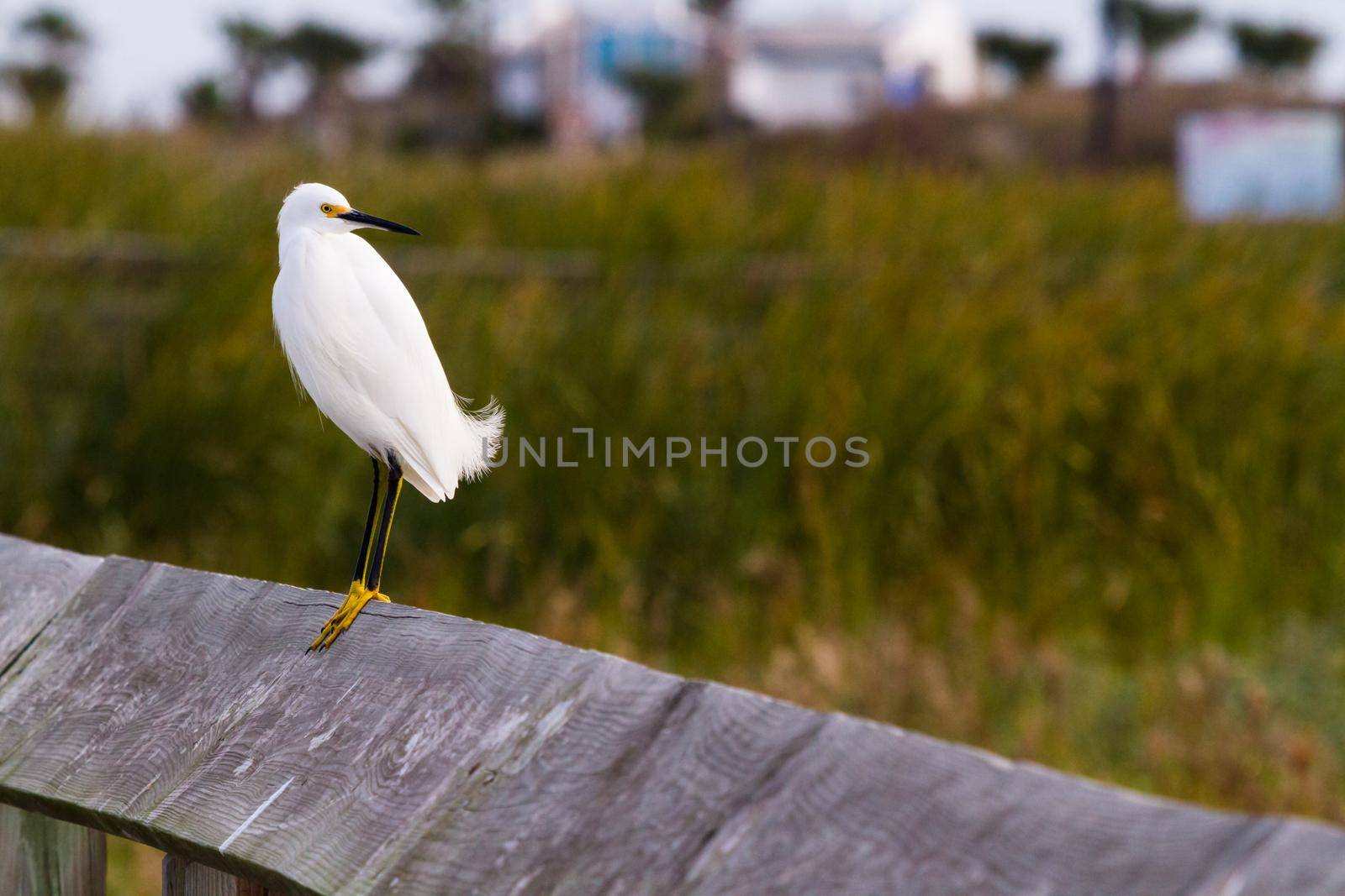 Snowy egret in natural habitat on South Padre Island, TX.