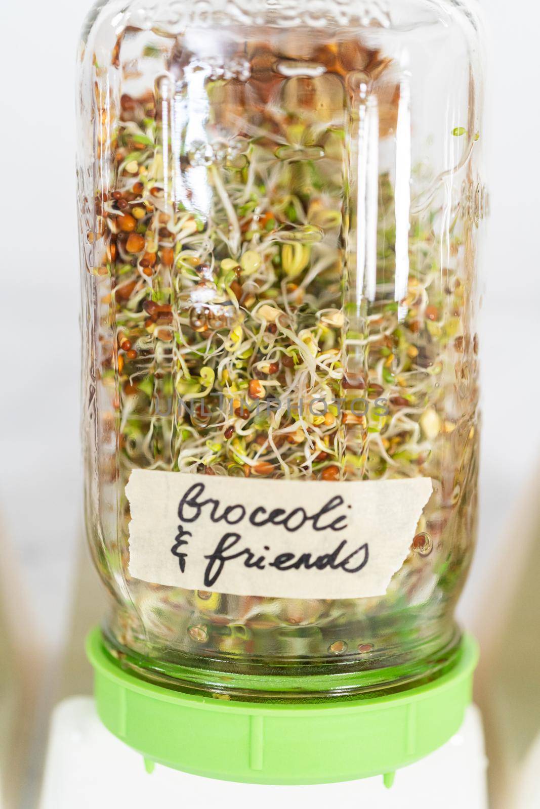 Day 5. Growing organic sprouts in a mason jar with sprouting lid on the kitchen counter.