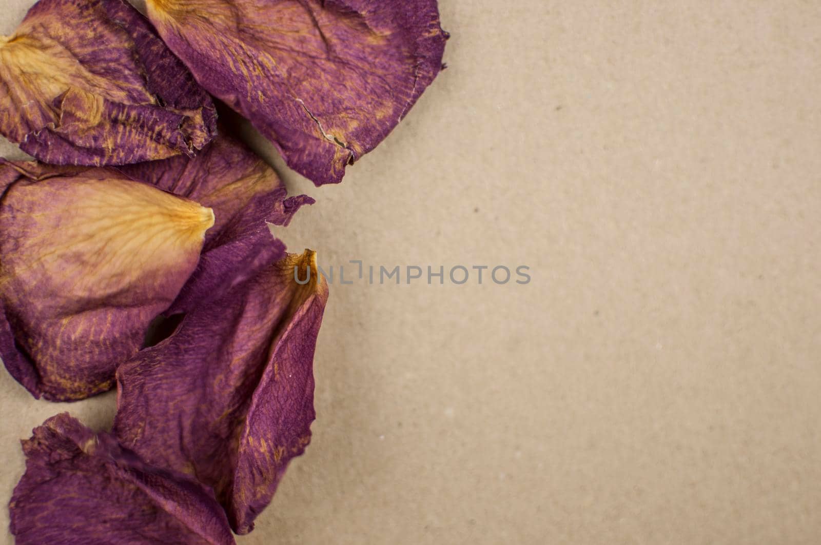 dry rose petals on brown background