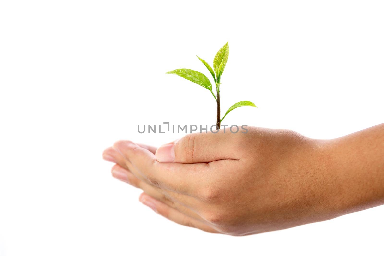 Human hand holding young plant isolated on white background. by wattanaphob