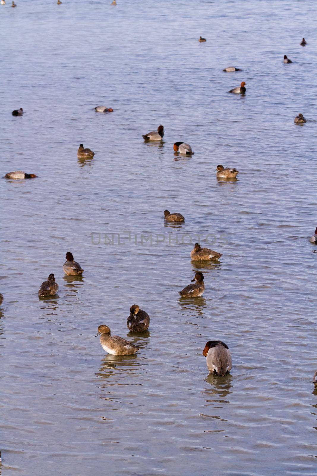 Redhead ducks in natural habitat on South Padre Island, TX.