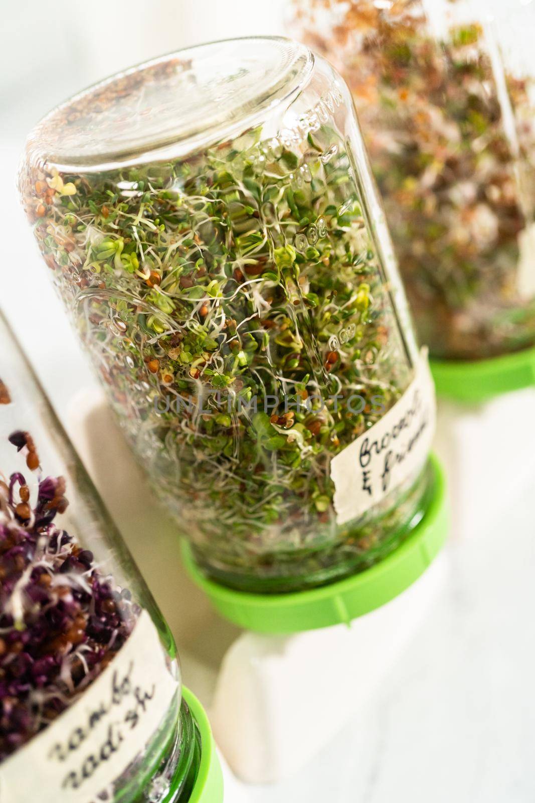 Day 6. Growing organic sprouts in a mason jar with sprouting lid on the kitchen counter.