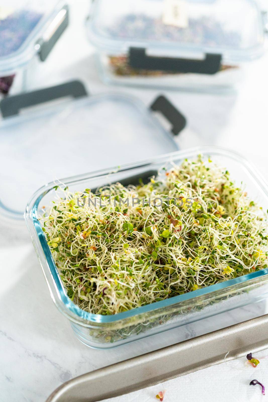 Day 6. Packaging freshly harvested organic sprouts into a glass container lined with paper towels.