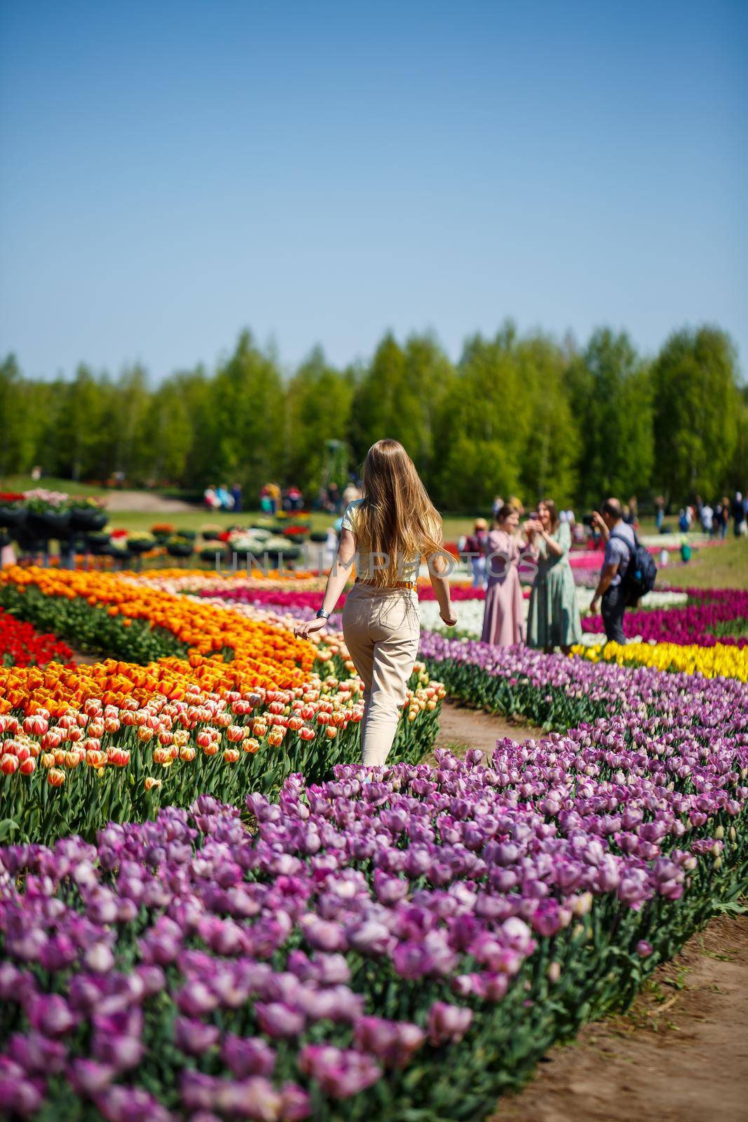 A girl in a white dress runs among the tulips. Field with yellow and red tulips.