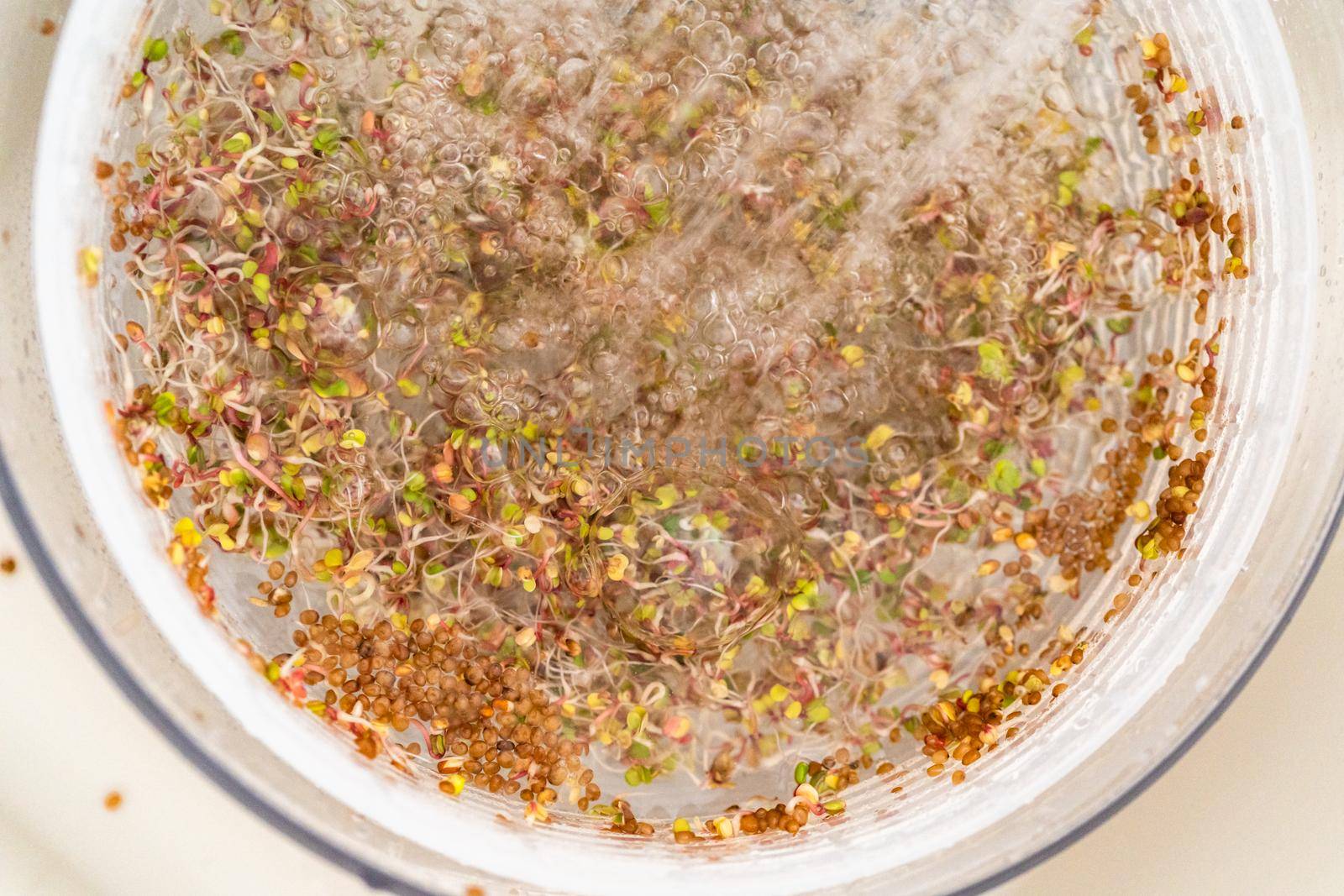 Day 6. Washing freshly harvested organic sprouts that were grown in a glass jar.