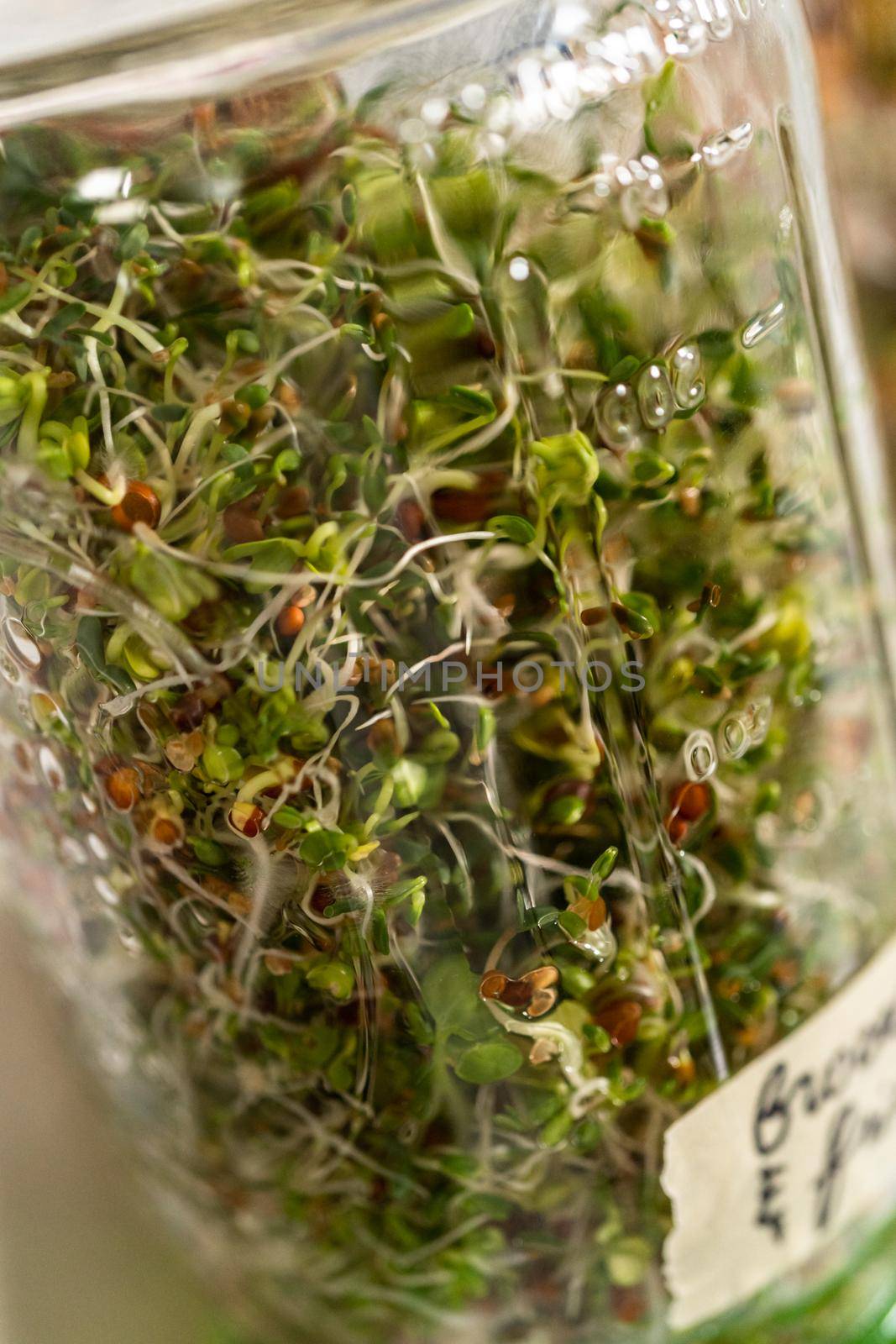 Day 6. Growing organic sprouts in a mason jar with sprouting lid on the kitchen counter.