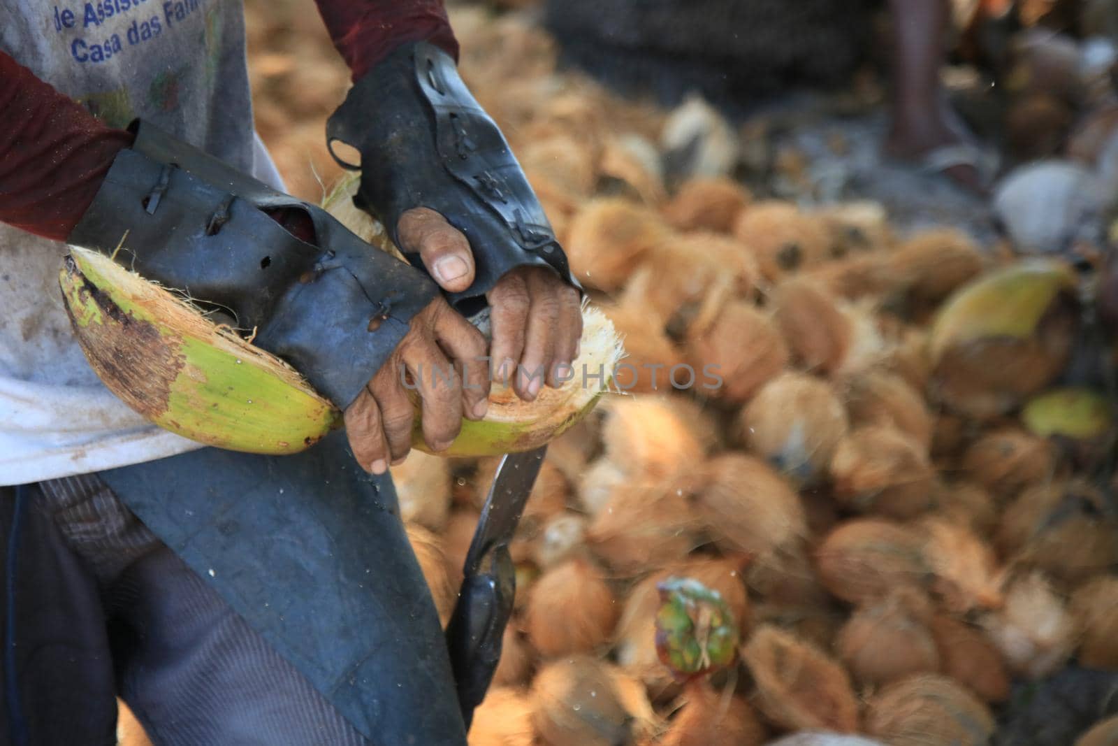 conde, bahia, brazil - october 7, 2021: a worker peels dried coconut fruit on a farm in the rural area of the municipality of Conde, north coast of Bahia.