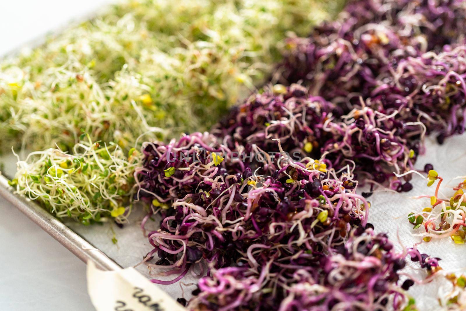 Day 6. Drying freshly harvested organic sprouts on a baking sheet lined with a paper towel.