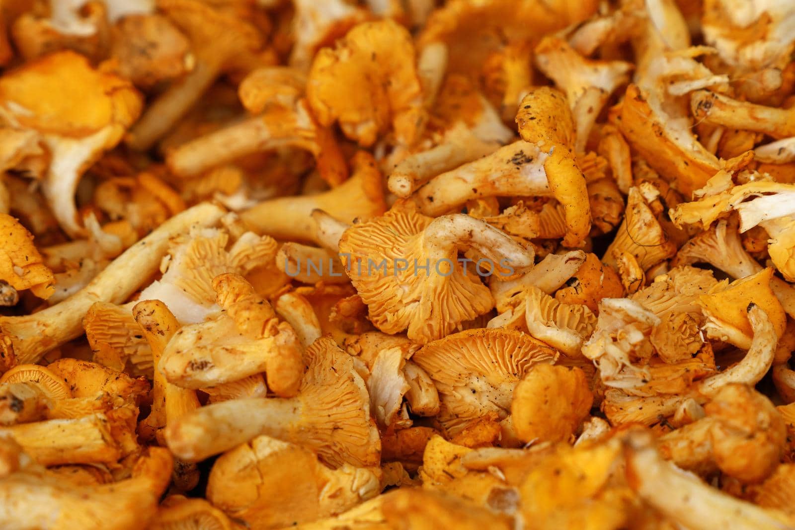 Close up yellow chanterelle edible mushrooms (Cantharellus cibarius) at retail display, high angle view