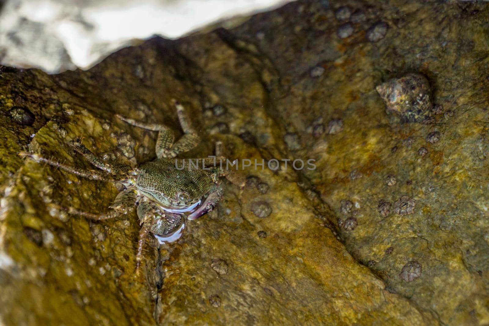 Rock crab in the sea in the nature close up view