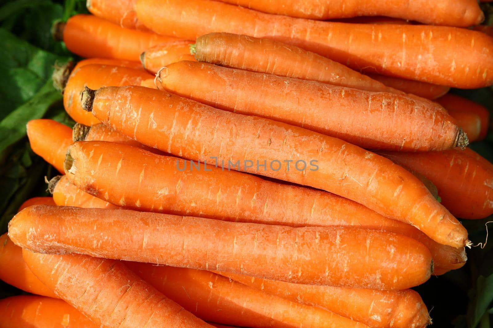 Close up heap of many fresh washed new farm carrot at retail display of farmer market, high angle view