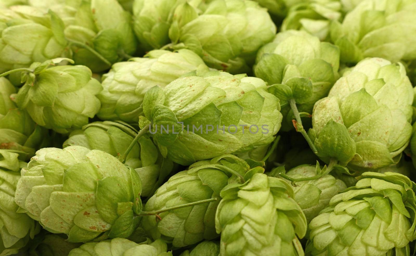 Close up background of fresh green beer hops by BreakingTheWalls