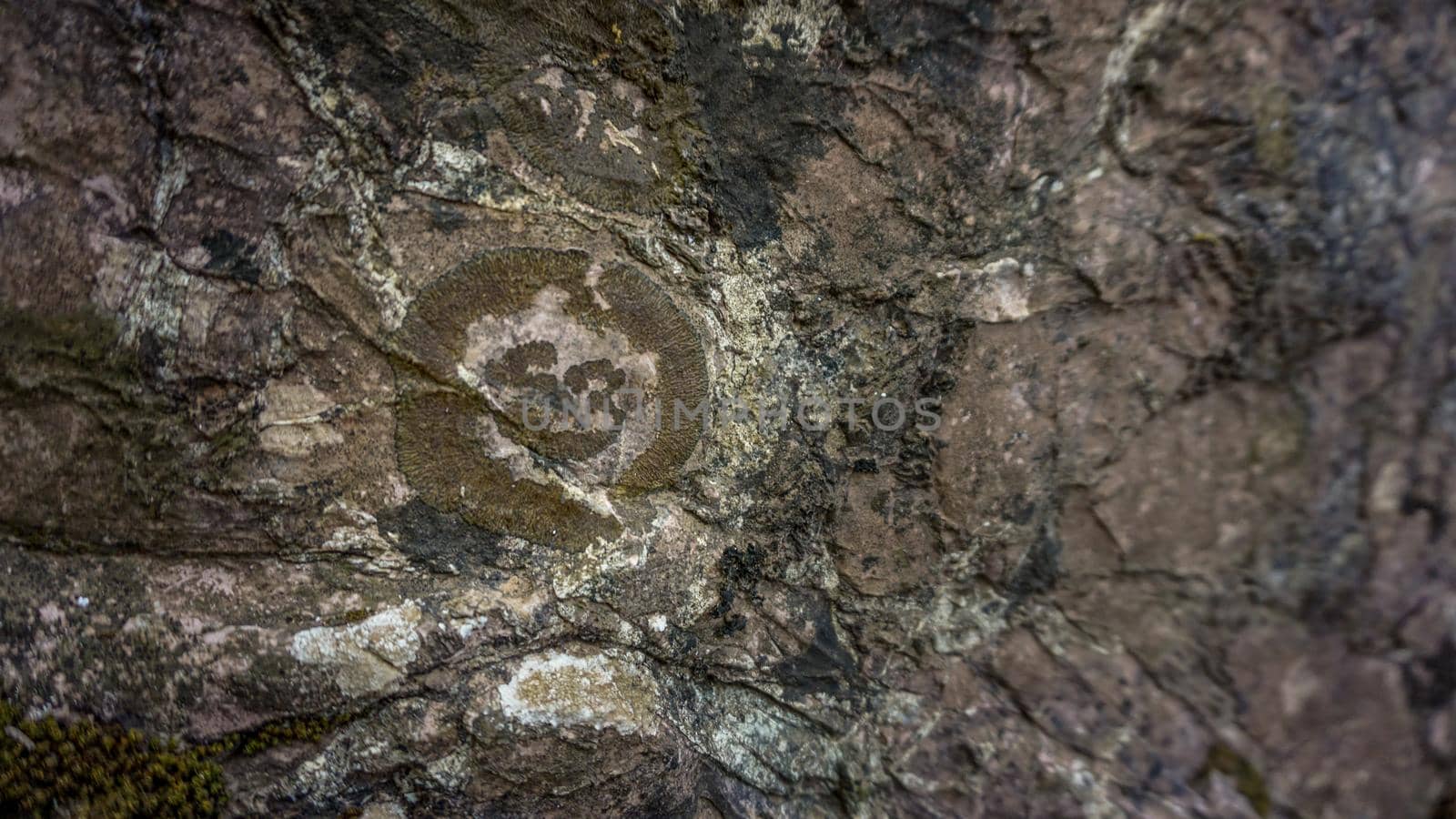 Fossil in the rock close up view