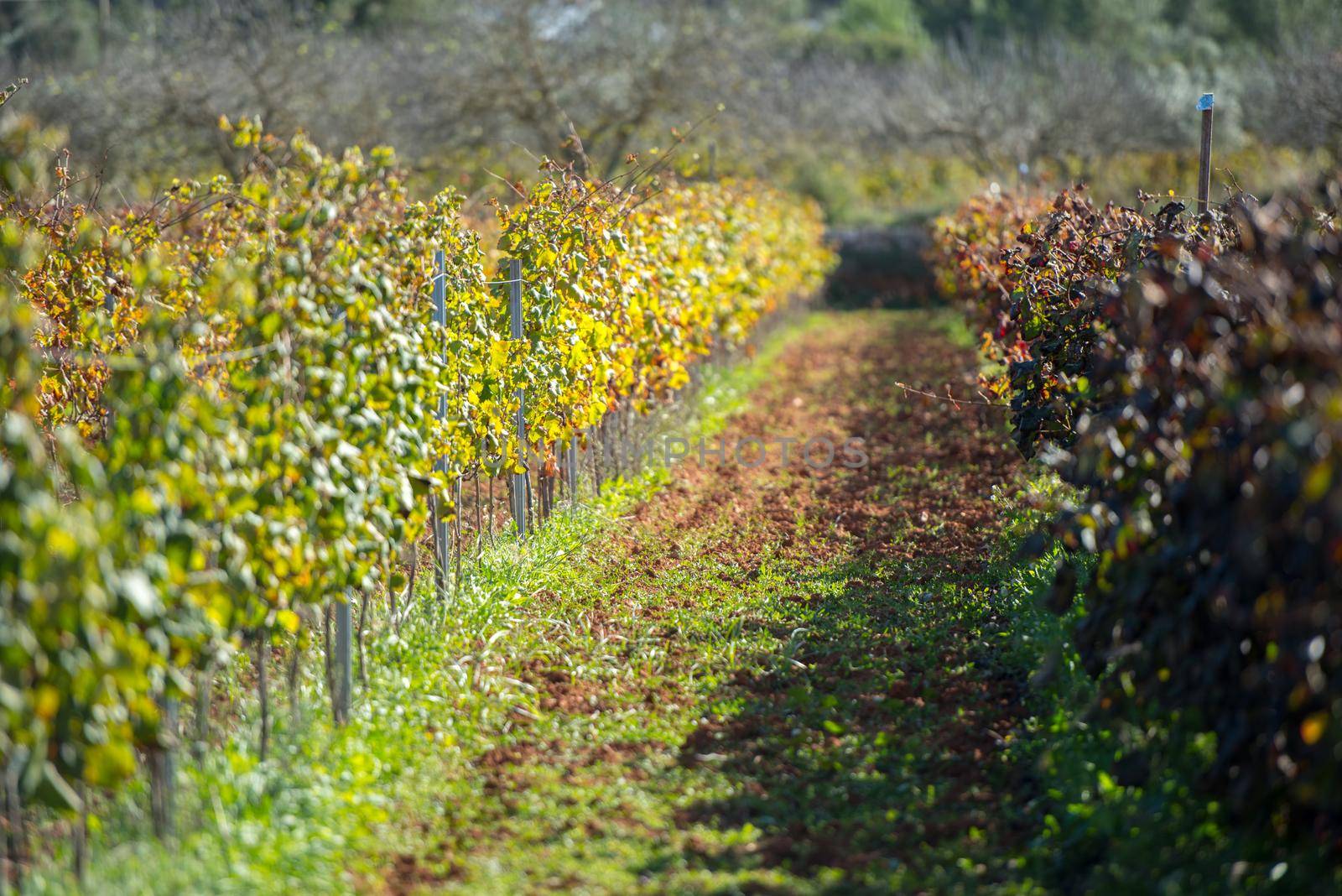 Vineyard, Sant Mateu  de la  Albarca in Ibiza, Islas Baleares, Spain