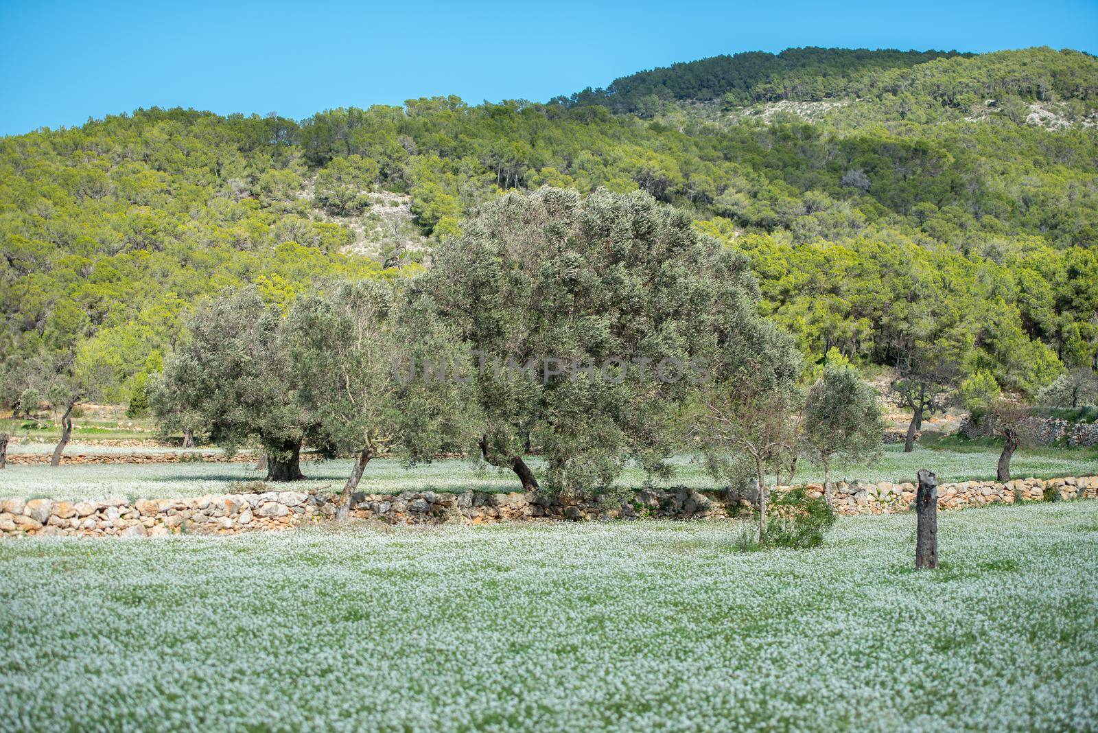 Rural fields of Santa Anges de la Corona, Ibiza, Spain.