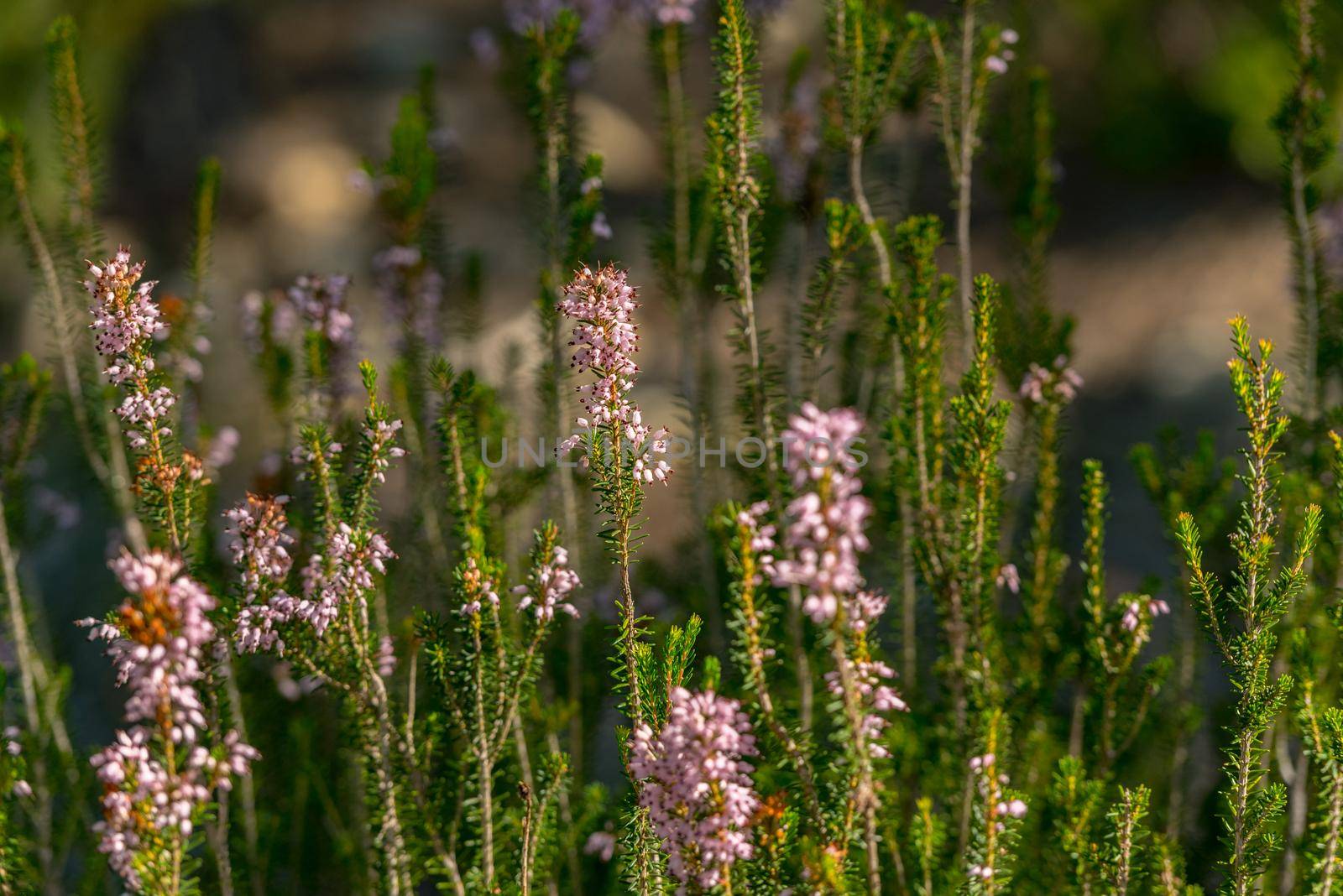 Mediterranean flora with the Panoramic View of the city of Sant Antoni de Portmany in Ibiza, Spain