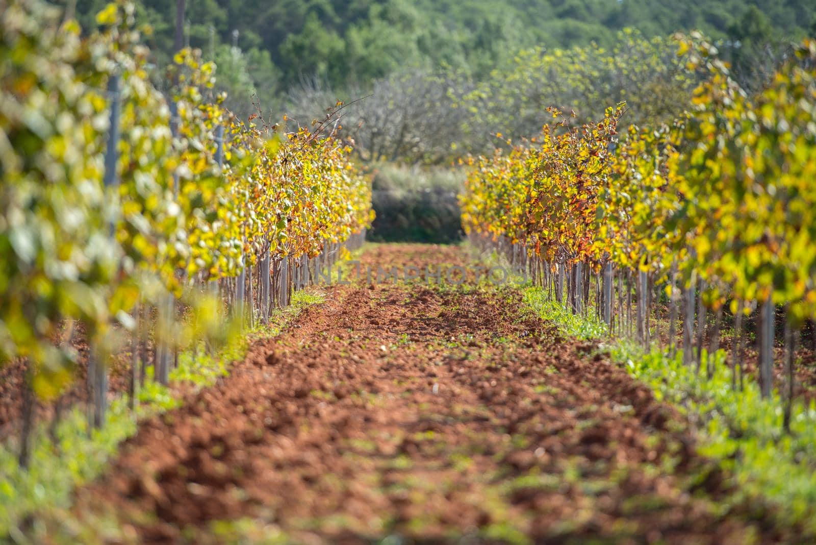 Vineyard, Sant Mateu  de la  Albarca in Ibiza, Islas Baleares, Spain