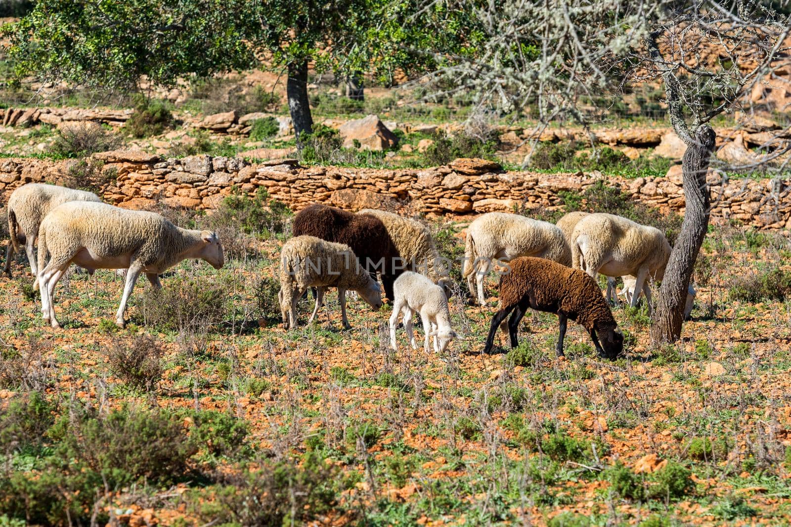 Herd of sheep in the winter field in Sant Mateu de la Albarca, Ibiza, Spain.