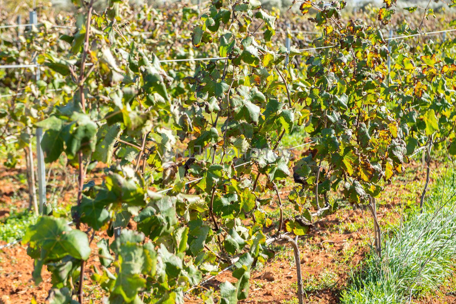 Vineyard, Sant Mateu  de la  Albarca in Ibiza, Islas Baleares, Spain