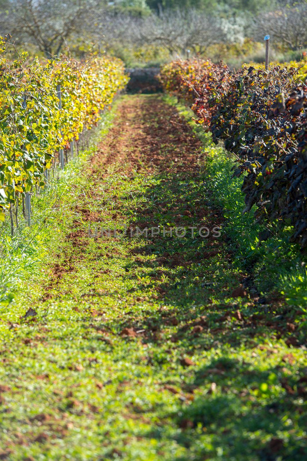 Vineyard, Sant Mateu  de la  Albarca in Ibiza, Islas Baleares, Spain by martinscphoto