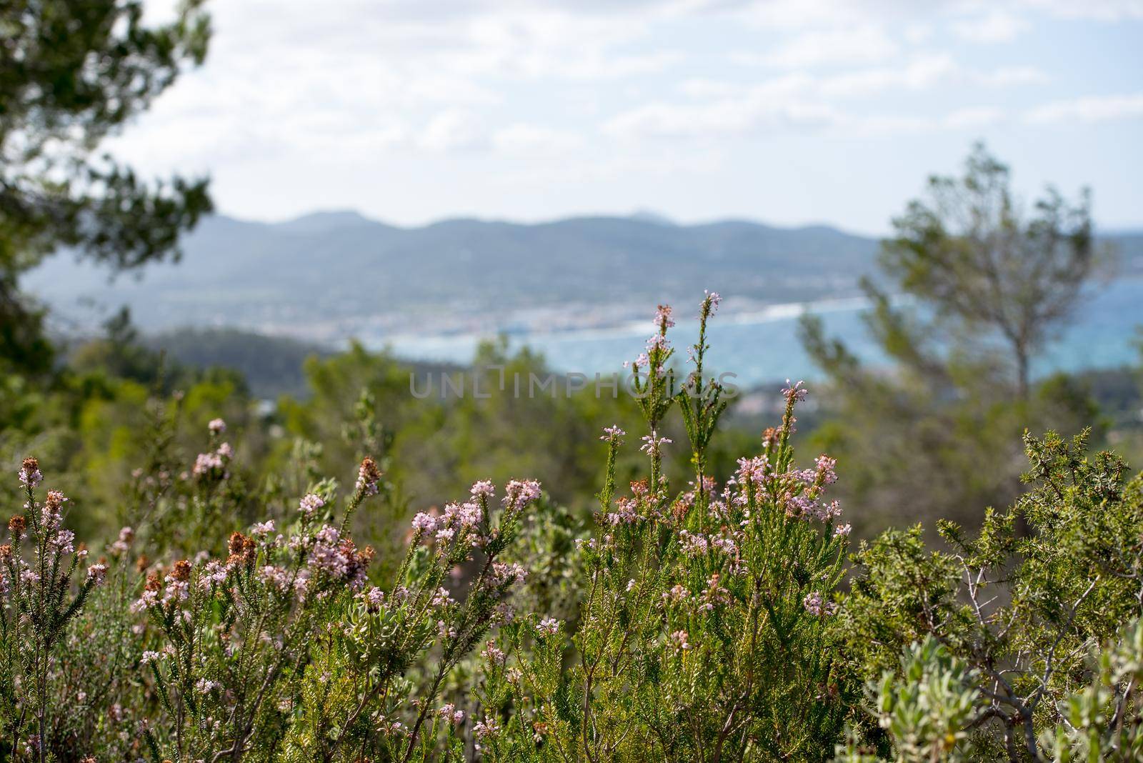 Mediterranean flora with the Panoramic View of the city of Sant Antoni de Portmany in Ibiza, Spain