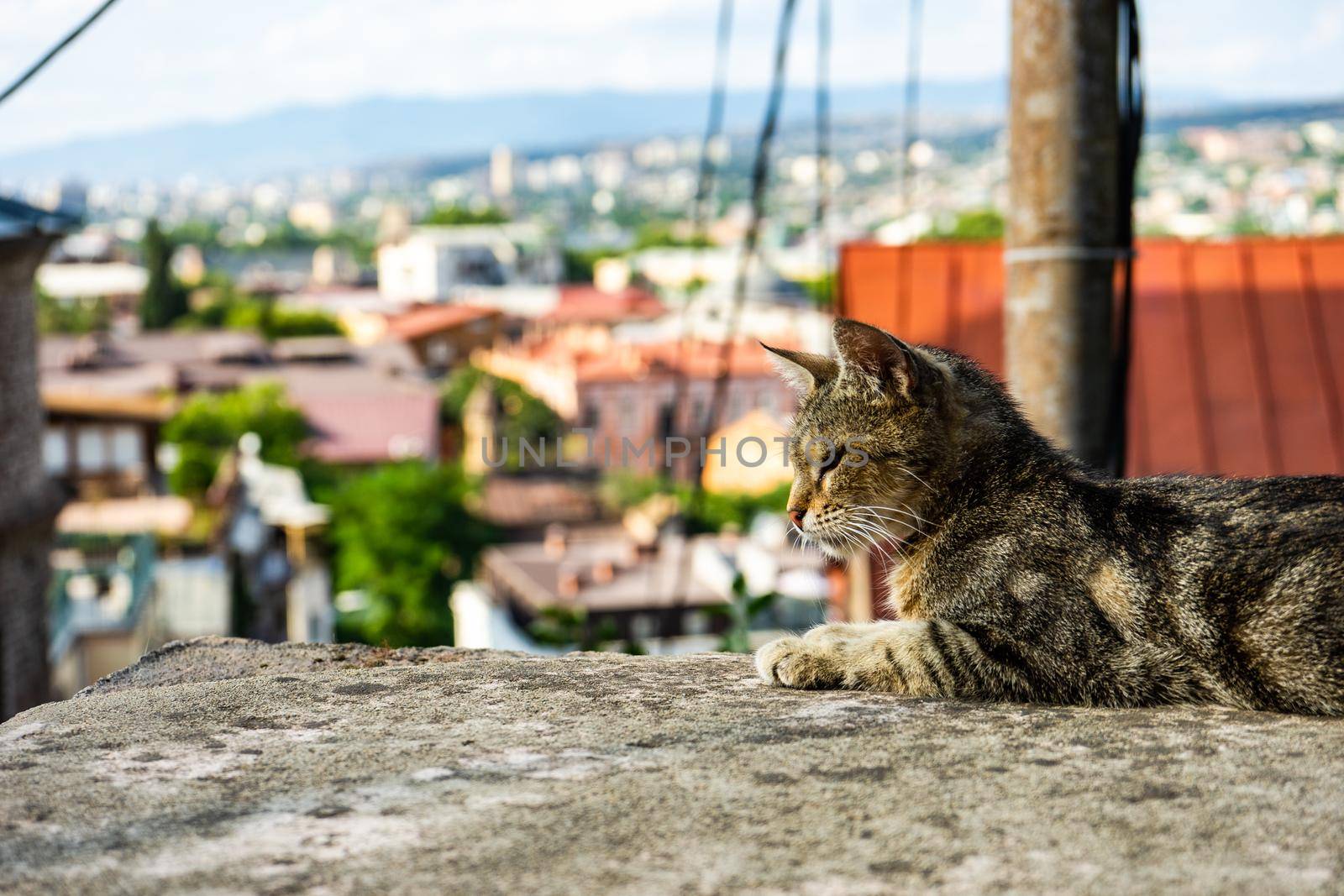 Homeless cat in Betlemi quater, historical part of Tbilisi city centre