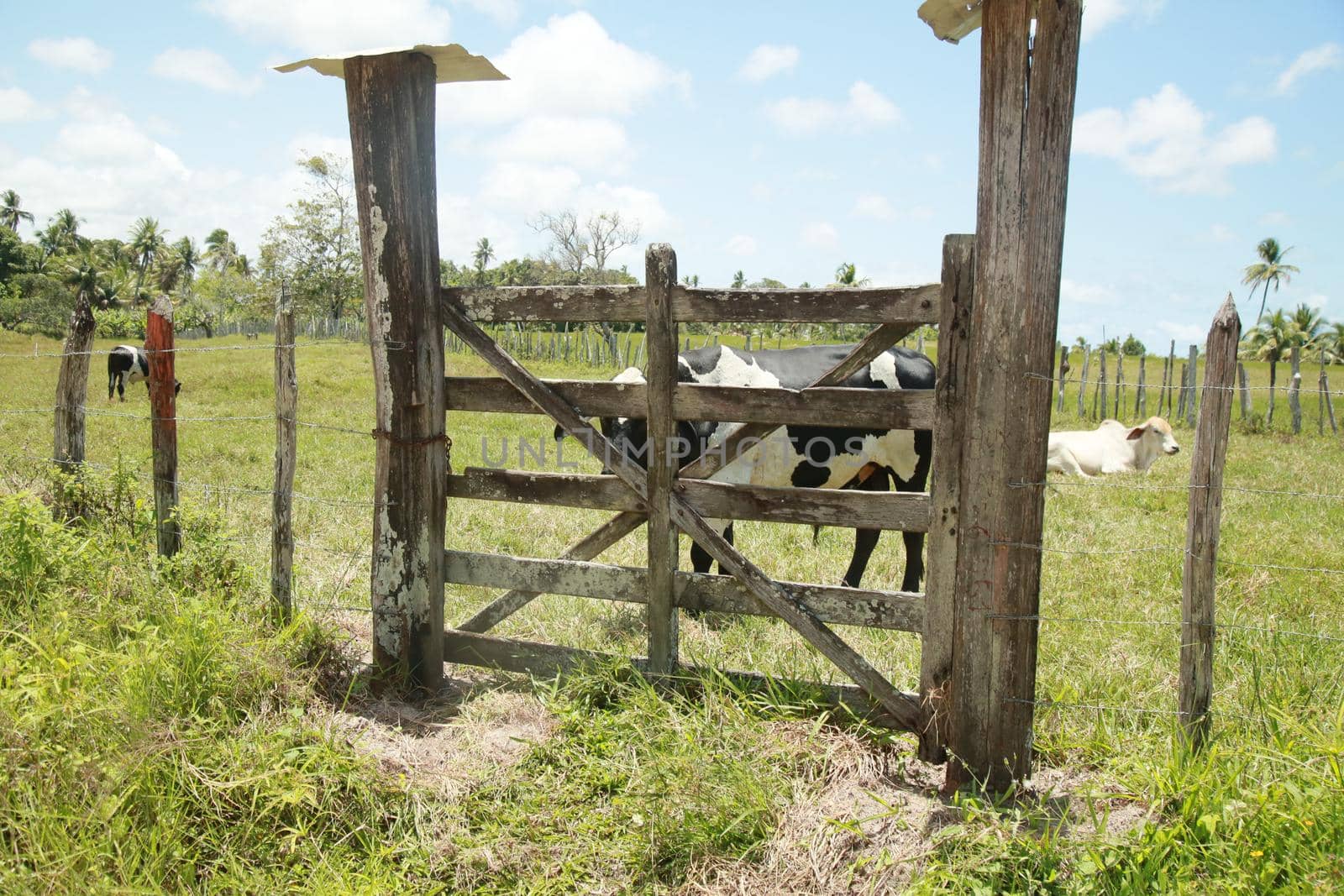 conde, bahia, brazil - october 8, 2021: gatekeeper of a cattle ranch in the city of Conde, north coast of Bahia.
