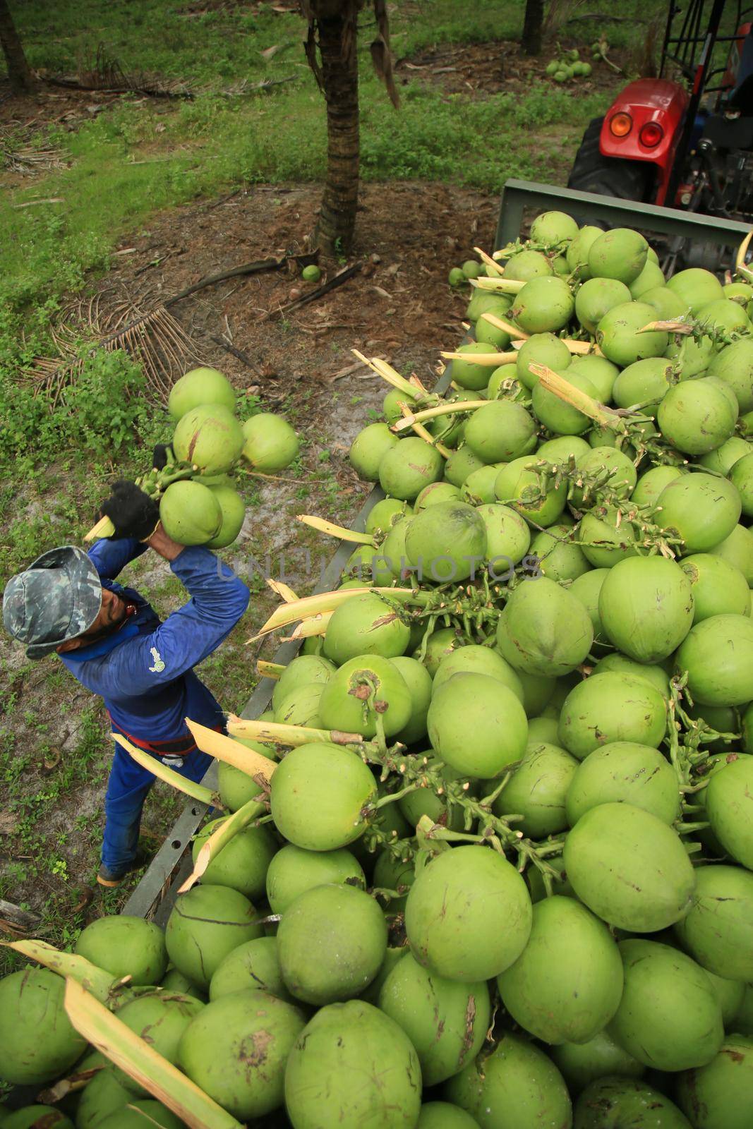 conde, bahia, brazil - october 6, 2021: Green coconut harvest on a farm in the rural area of the municipality of Conde, north coast of Bahia.