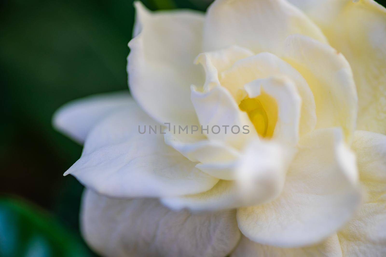 Blooming white Gardenia flowers in the garden by Elet
