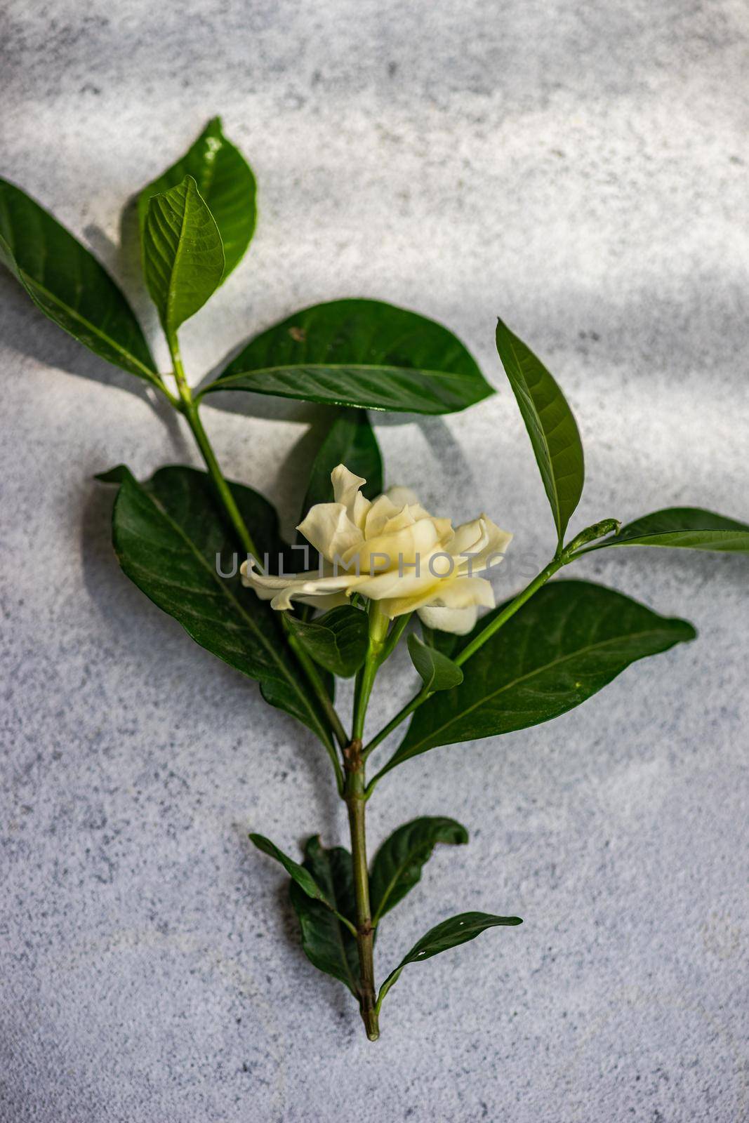 Fresh white Gardeni flower  on light grey concrete background