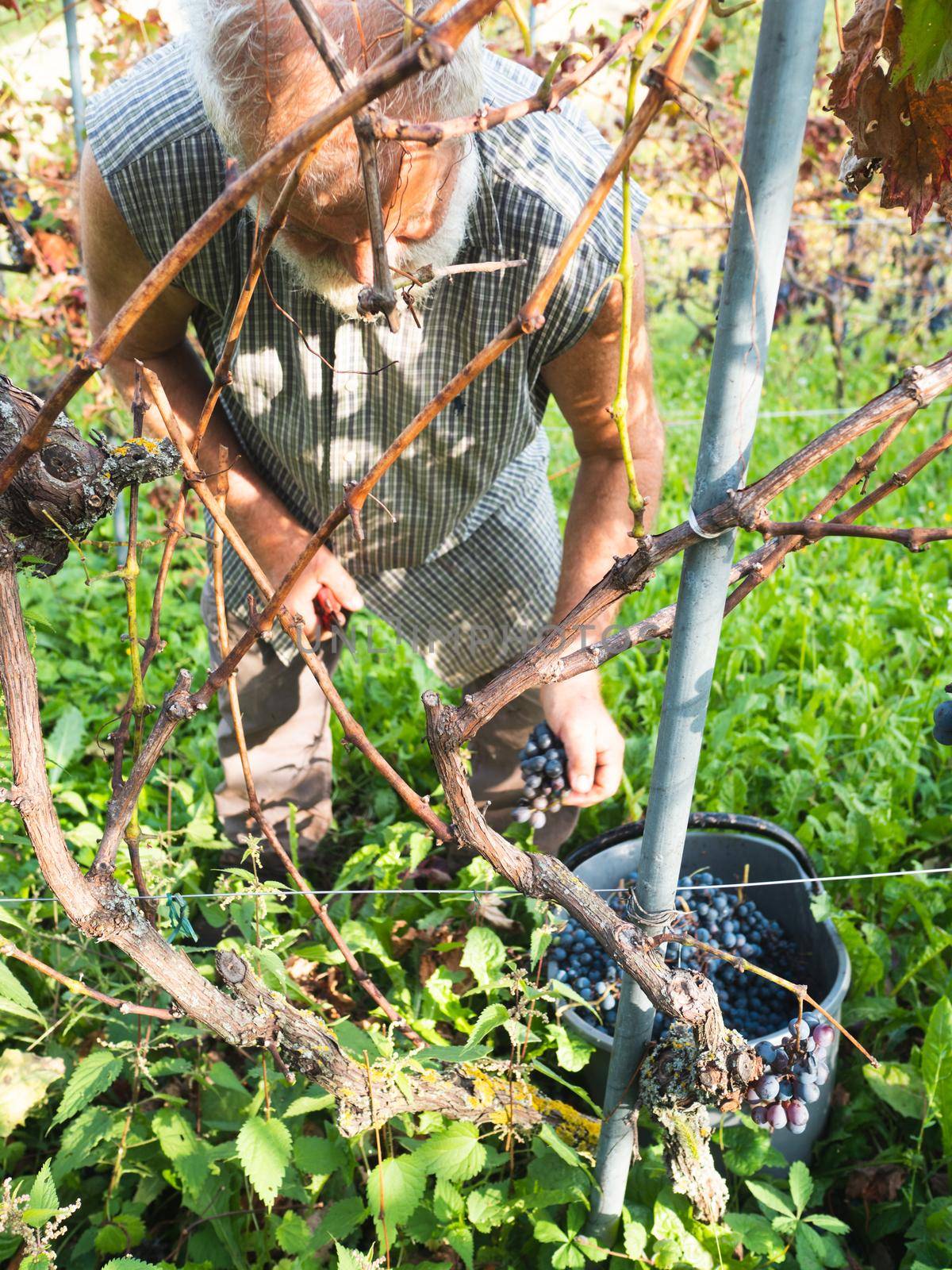 old bearded man harvesiting for wine production