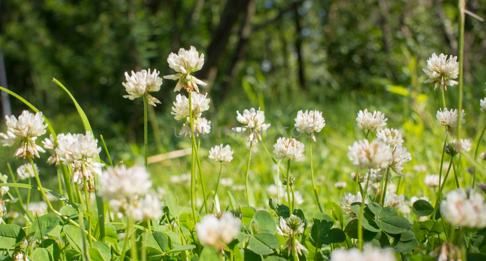 white clover flowers on the mountain slopes, with bokeh backgrounds and foreground, photographed during the hot day. High quality photo
