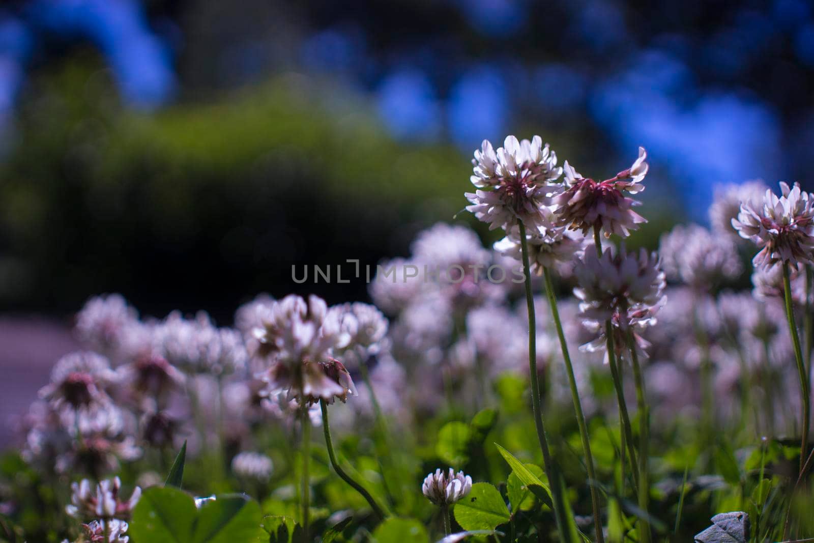 Flowers Meadow Purple Summer Blooming. High quality photo