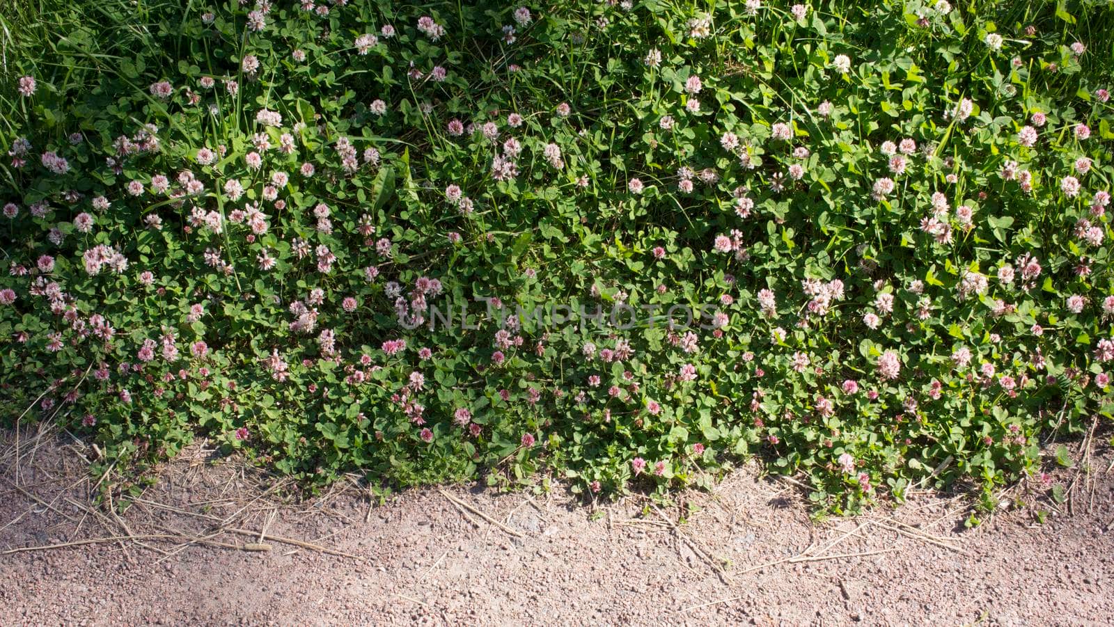 Color photo of the edge of a sandy road in the middle of a blooming field of clover in the grass. High quality photo