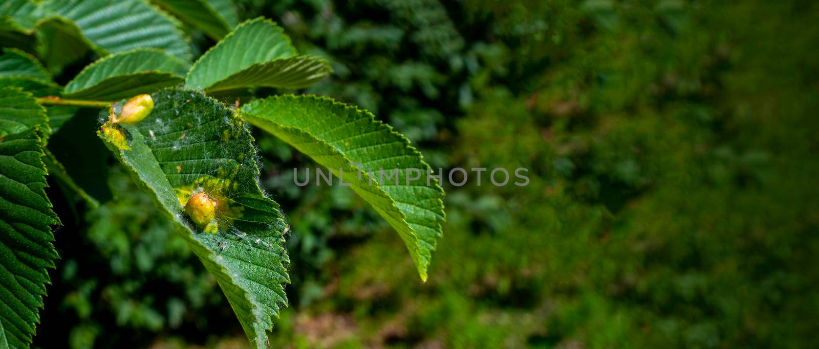 chestnut leaves affected by nutcracker - gall bug close- up. High quality photo