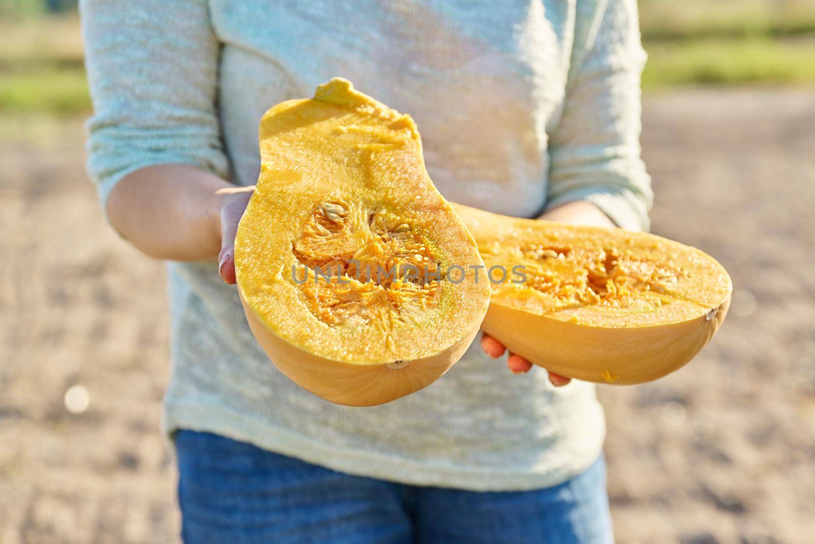 Closeup ripe pumpkin cut in half in woman hands, farm garden fall season by VH-studio