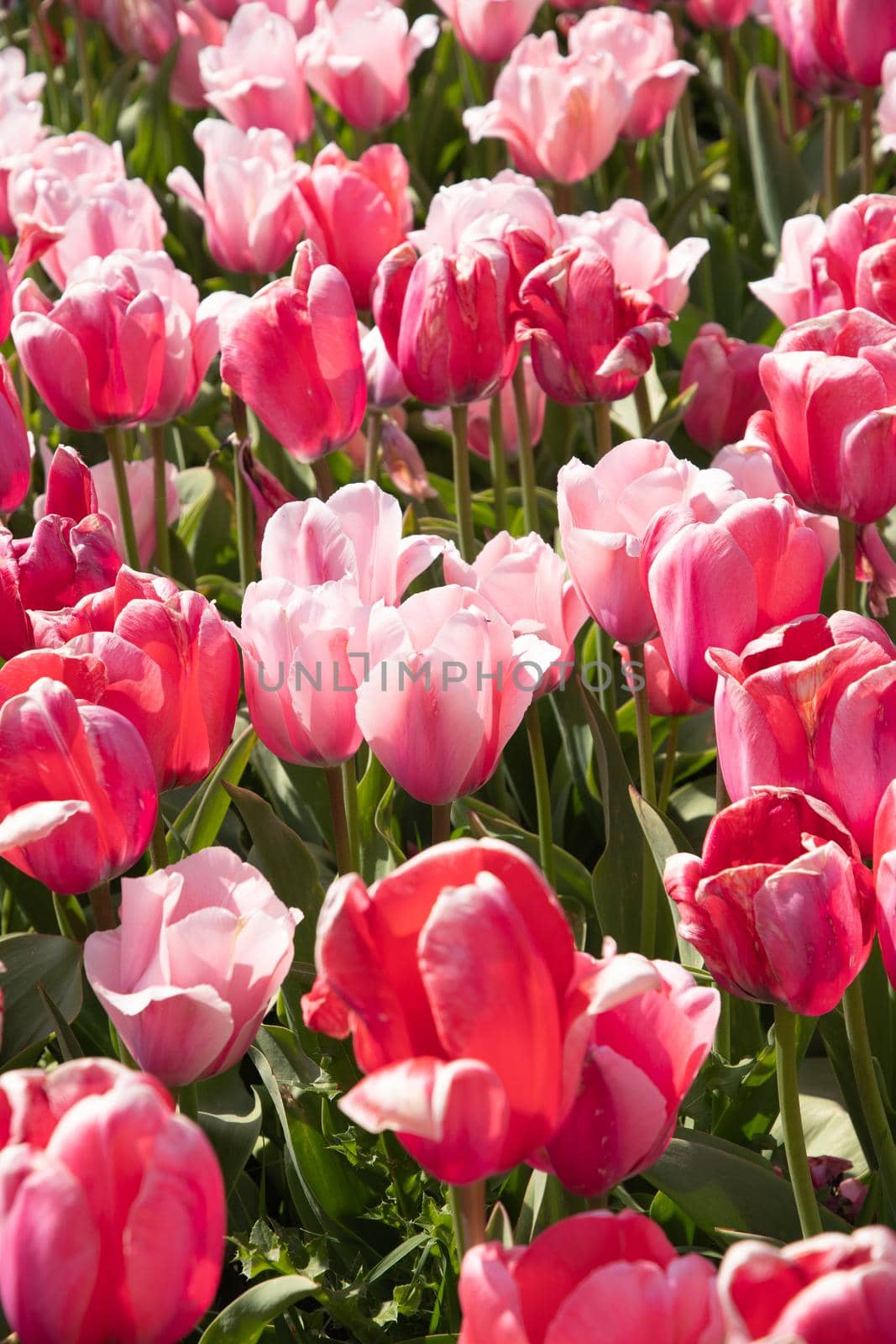 spring flower beds of blooming colorful pink purple tulips in a large park by KaterinaDalemans